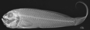 Owstonia totomiensis FMNH 55425 Holotype x-ray